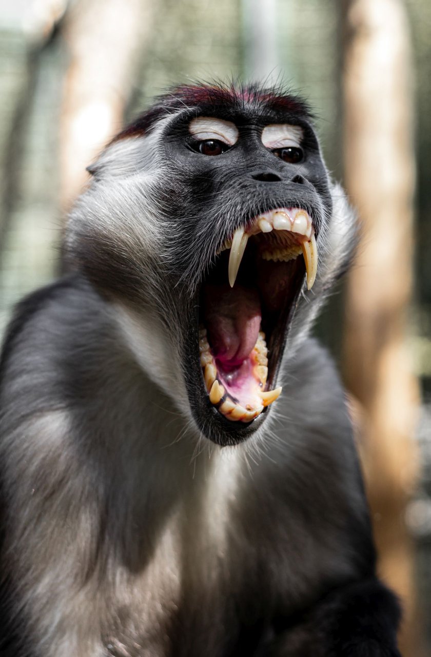 Mangaba rudoczelna, czyli Zgredek z zoo Wrocław